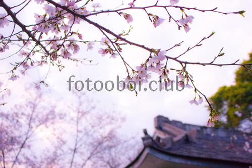 сакура, ветка, цветы, Япония, цветение